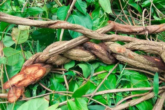 Primer plano de la liana Banisteriopsis Caapi trenzada, el ingrediente principal que contiene los inhibidores IMAO para la bebida de Ayahuasca.